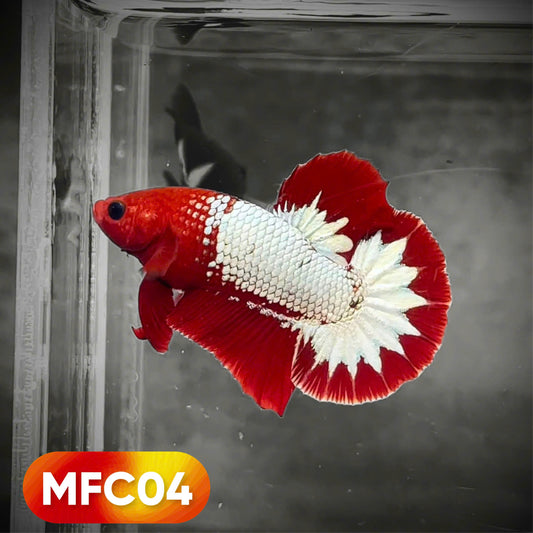 Hellboy Plakat Male Betta Fish | Order Directly From Farm | You Pick Fish