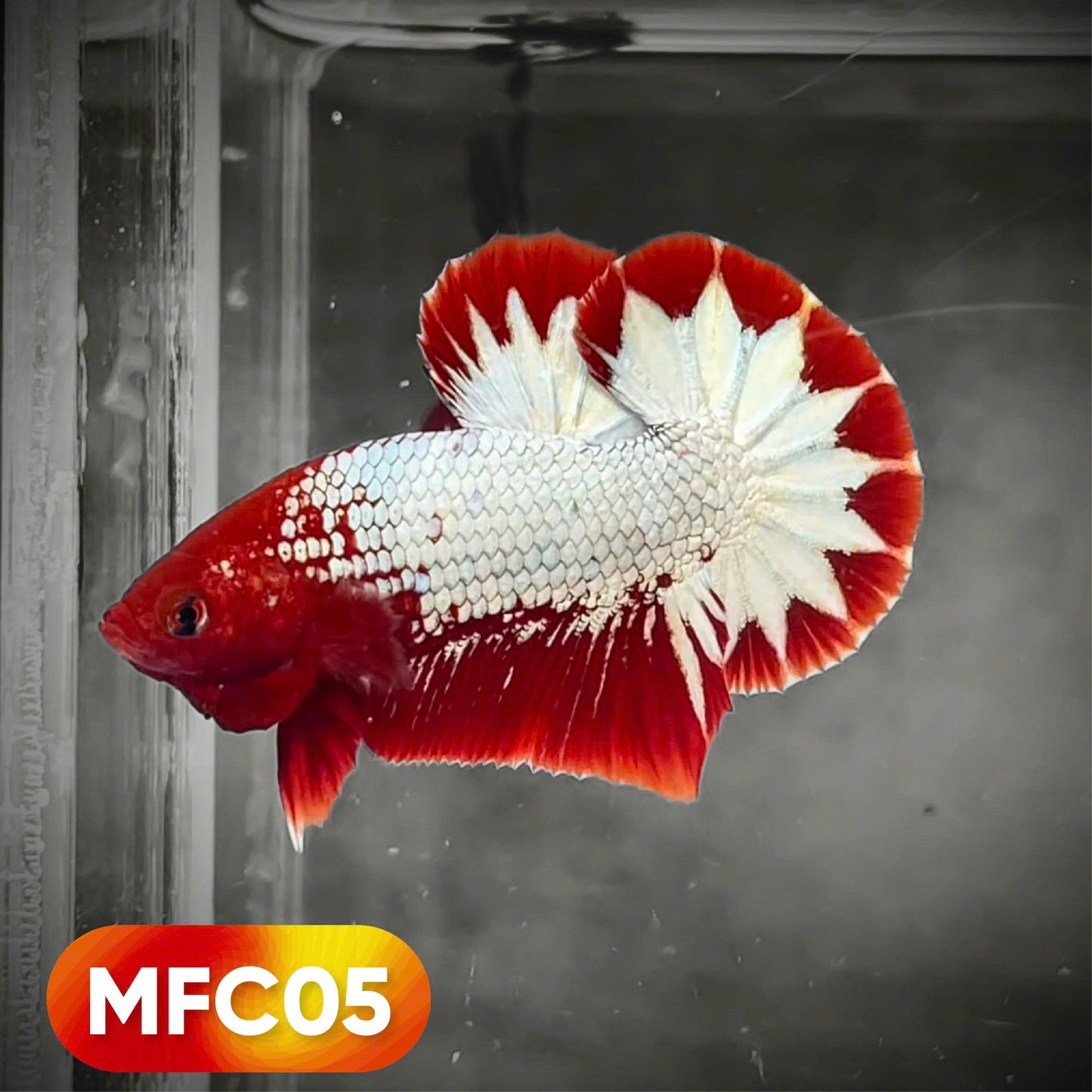 Hellboy Plakat Male Betta Fish | Order Directly From Farm | You Pick Fish