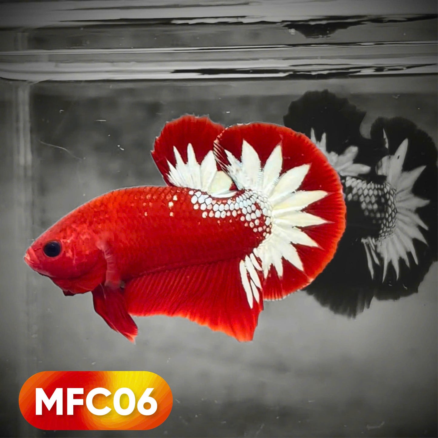 Hellboy Plakat Male Betta Fish | Order Directly From Farm | You Pick Fish