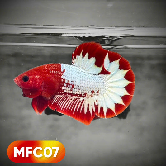 Hellboy Plakat Male Betta Fish | Order Directly From Farm | You Pick Fish