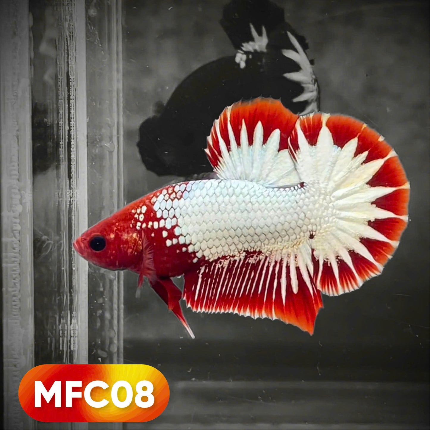 Hellboy Plakat Male Betta Fish | Order Directly From Farm | You Pick Fish