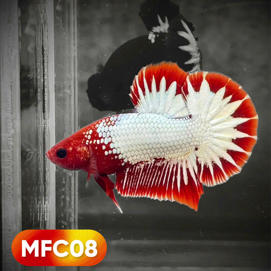Hellboy Plakat Male Betta Fish | Order Directly From Farm | You Pick Fish