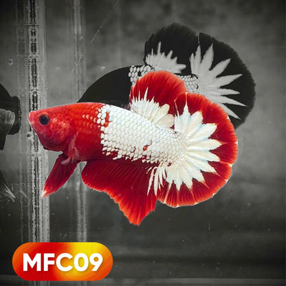 Hellboy Plakat Male Betta Fish | Order Directly From Farm | You Pick Fish
