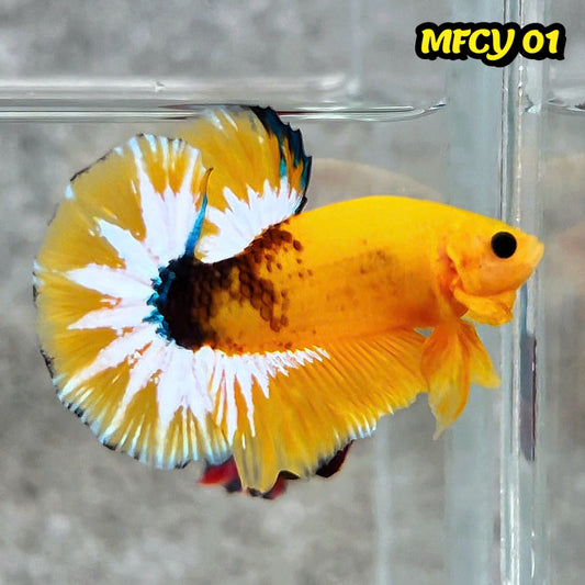 Yellow Fancy Male Betta Fish | Order Directly From Farm | You Pick Fish