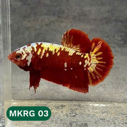 Golden Star Dust Galaxy Plakat Male Betta Fish | Super Rare | You Pick Fish