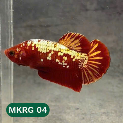 Golden Star Dust Galaxy Plakat Male Betta Fish | Super Rare | You Pick Fish