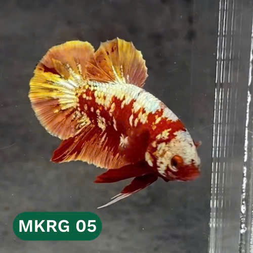 Golden Star Dust Galaxy Plakat Male Betta Fish | Super Rare | You Pick Fish