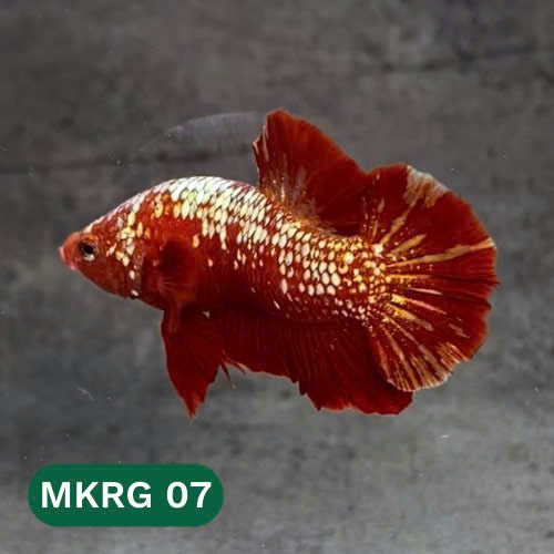 Golden Star Dust Galaxy Plakat Male Betta Fish | Super Rare | You Pick Fish