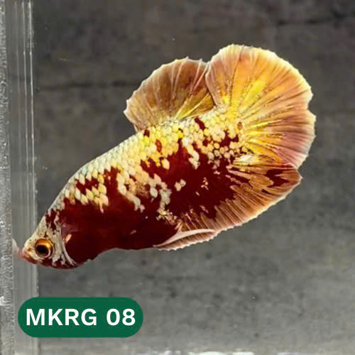 Golden Star Dust Galaxy Plakat Male Betta Fish | Super Rare | You Pick Fish