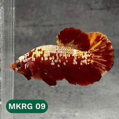 Golden Star Dust Galaxy Plakat Male Betta Fish | Super Rare | You Pick Fish