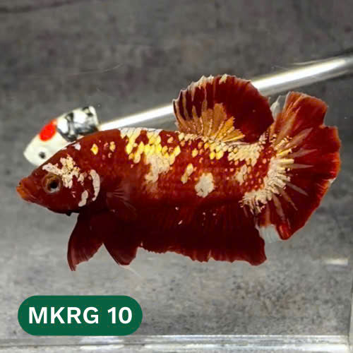 Golden Star Dust Galaxy Plakat Male Betta Fish | Super Rare | You Pick Fish