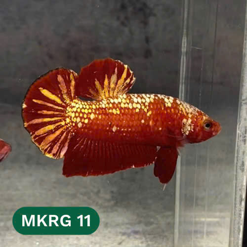 Golden Star Dust Galaxy Plakat Male Betta Fish | Super Rare | You Pick Fish