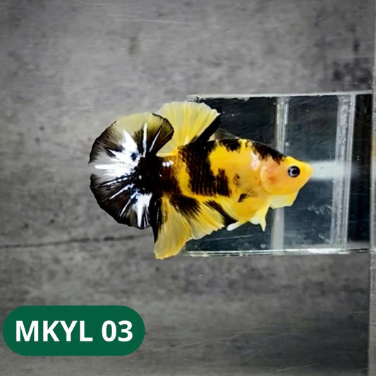 Koi Yellow Plakat Male Betta Fish | Show Grade | You Pick Fish