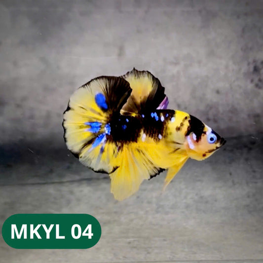 Koi Yellow Plakat Male Betta Fish | Show Grade | You Pick Fish