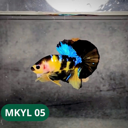 Koi Yellow Plakat Male Betta Fish | Show Grade | You Pick Fish