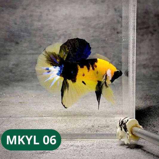 Koi Yellow Plakat Male Betta Fish | Show Grade | You Pick Fish