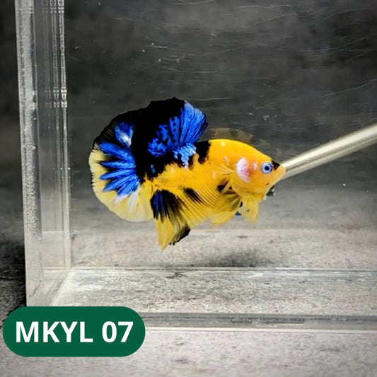 Koi Yellow Plakat Male Betta Fish | Show Grade | You Pick Fish