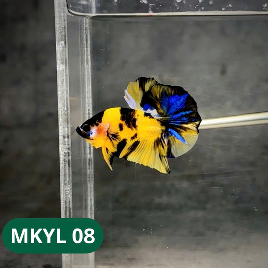 Koi Yellow Plakat Male Betta Fish | Show Grade | You Pick Fish