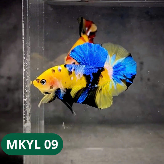 Koi Yellow Plakat Male Betta Fish | Show Grade | You Pick Fish