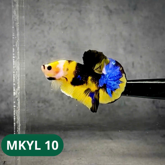 Koi Yellow Plakat Male Betta Fish | Show Grade | You Pick Fish
