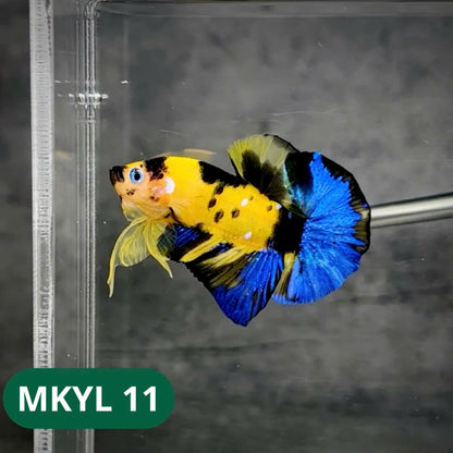 Koi Yellow Plakat Male Betta Fish | Show Grade | You Pick Fish