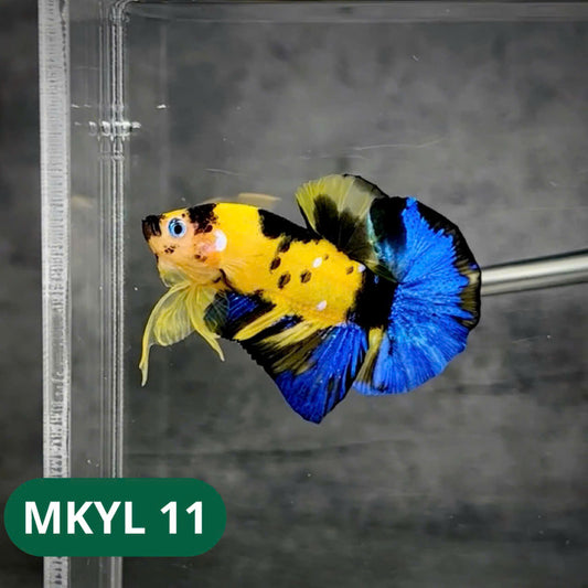 Koi Yellow Plakat Male Betta Fish | Show Grade | You Pick Fish