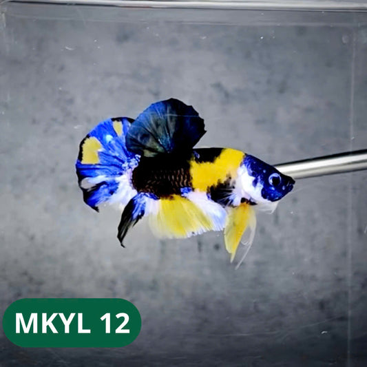 Koi Yellow Plakat Male Betta Fish | Show Grade | You Pick Fish