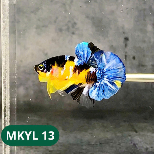 Koi Yellow Plakat Male Betta Fish | Show Grade | You Pick Fish