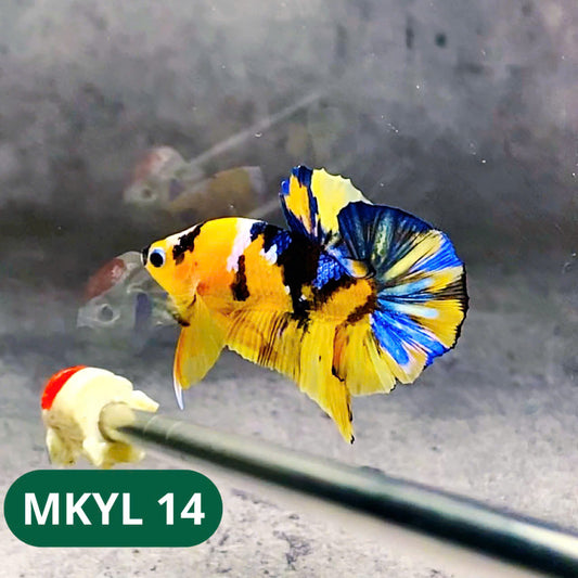 Koi Yellow Plakat Male Betta Fish | Show Grade | You Pick Fish