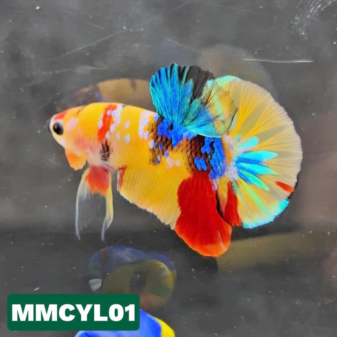 Multicolor Yellow Base Plakat Male Betta Fish | Order Directly From Farm|  You Pick Fish