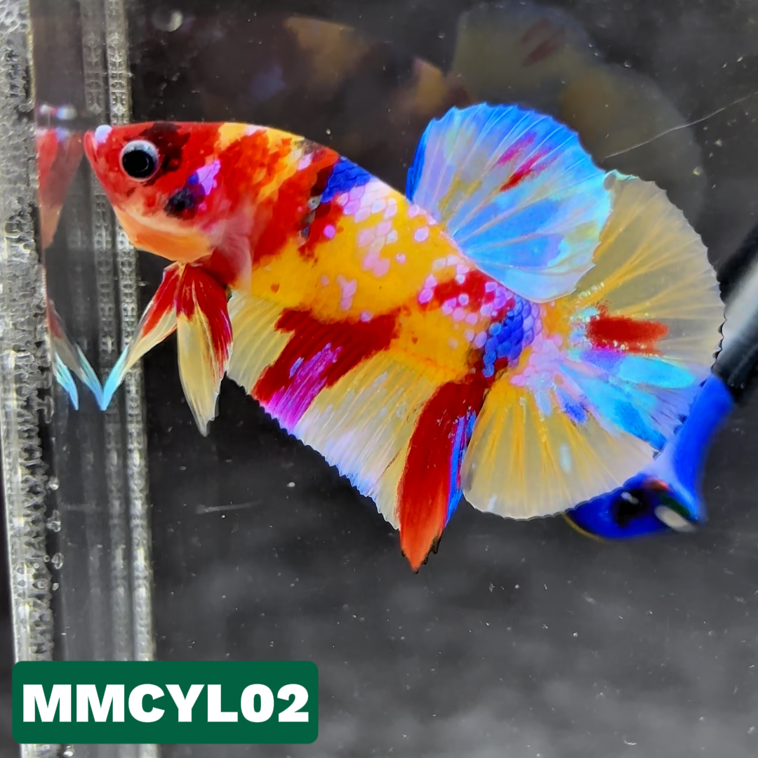 Multicolor Yellow Base Plakat Male Betta Fish | Order Directly From Farm|  You Pick Fish