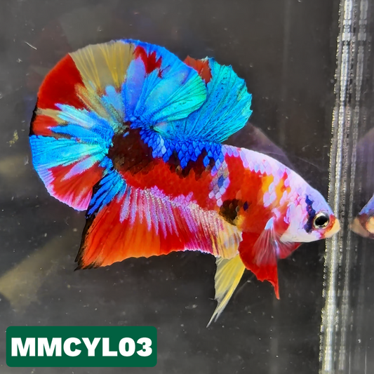 Multicolor Yellow Base Plakat Male Betta Fish | Order Directly From Farm|  You Pick Fish