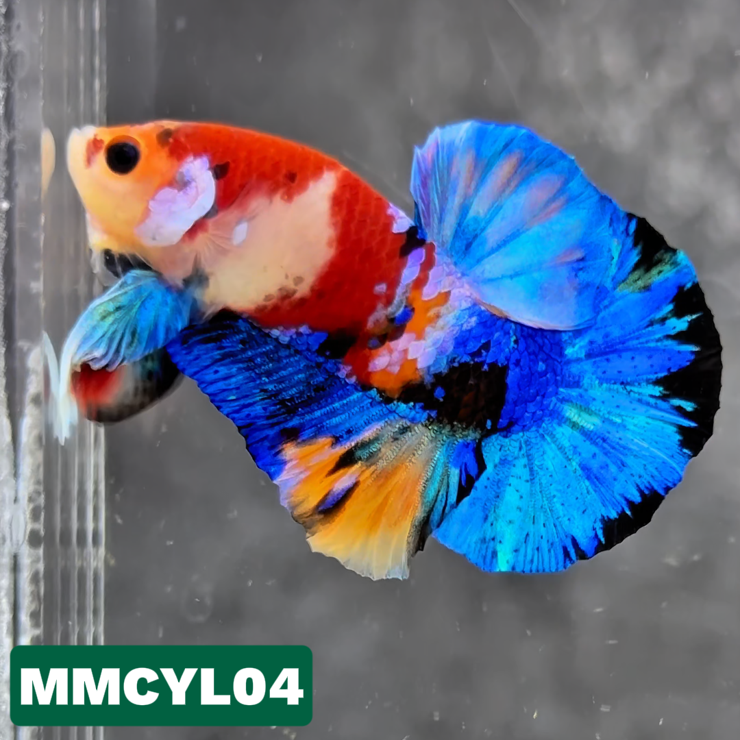 Multicolor Yellow Base Plakat Male Betta Fish | Order Directly From Farm|  You Pick Fish