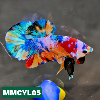 Multicolor Yellow Base Plakat Male Betta Fish | Order Directly From Farm|  You Pick Fish