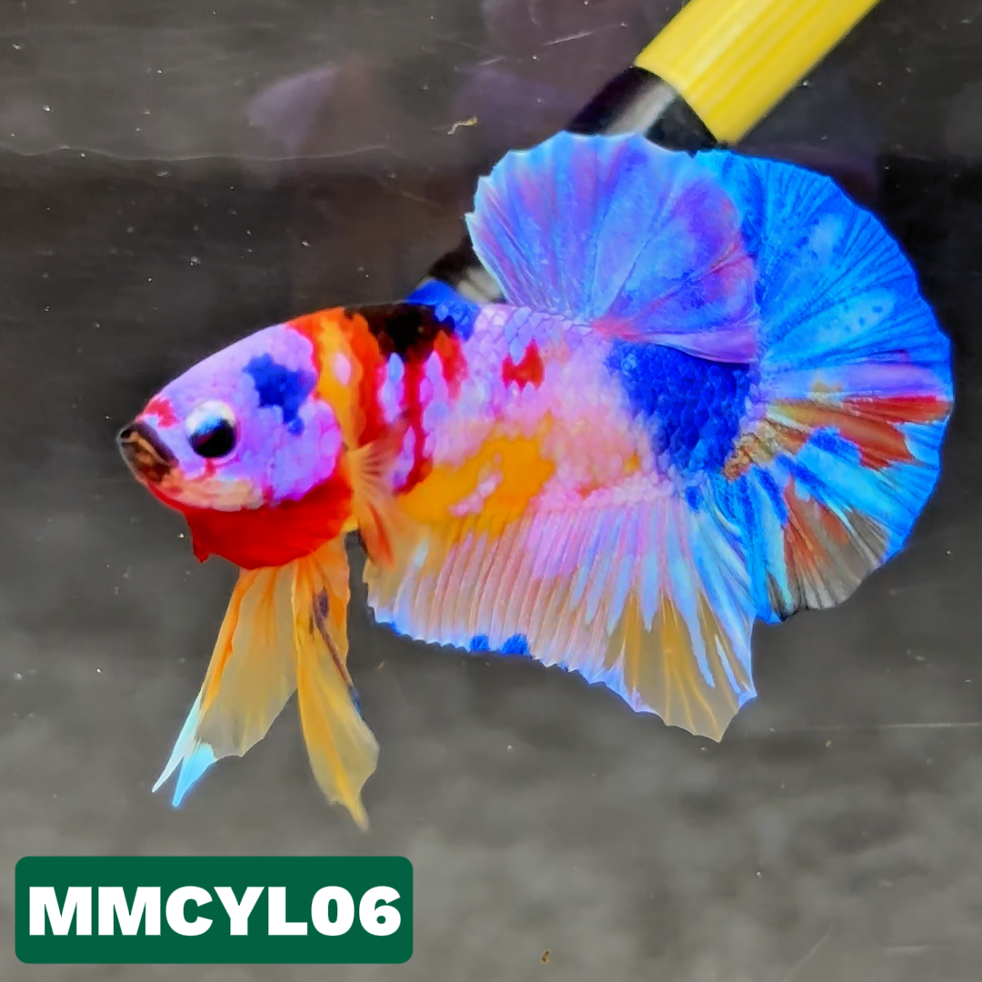 Multicolor Yellow Base Plakat Male Betta Fish | Order Directly From Farm|  You Pick Fish