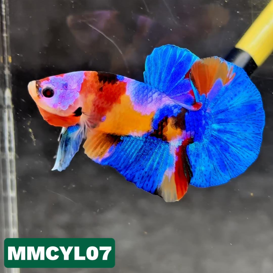 Multicolor Yellow Base Plakat Male Betta Fish | Order Directly From Farm|  You Pick Fish