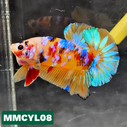 Multicolor Yellow Base Plakat Male Betta Fish | Order Directly From Farm|  You Pick Fish