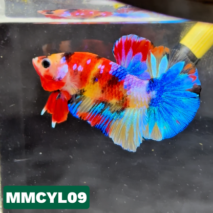 Multicolor Yellow Base Plakat Male Betta Fish | Order Directly From Farm|  You Pick Fish