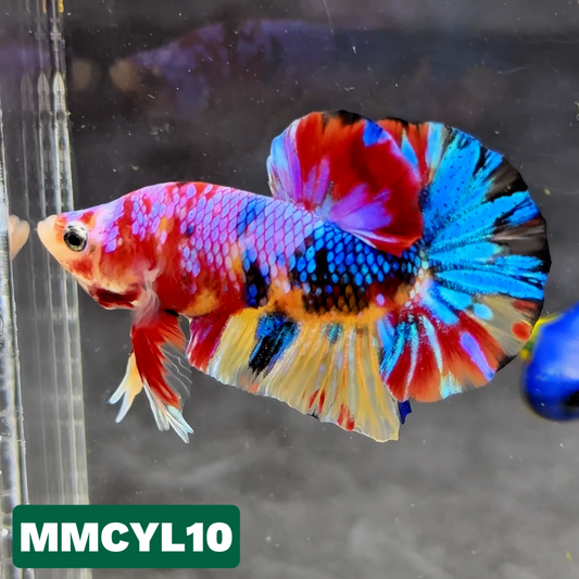 Multicolor Yellow Base Plakat Male Betta Fish | Order Directly From Farm|  You Pick Fish