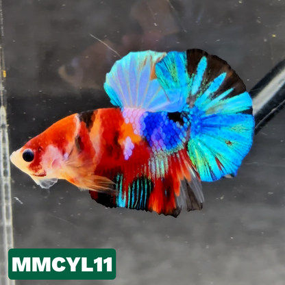 Multicolor Yellow Base Plakat Male Betta Fish | Order Directly From Farm|  You Pick Fish