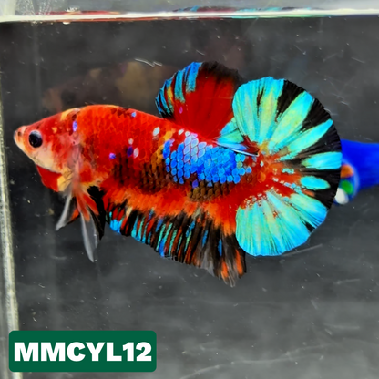 Multicolor Yellow Base Plakat Male Betta Fish | Order Directly From Farm|  You Pick Fish