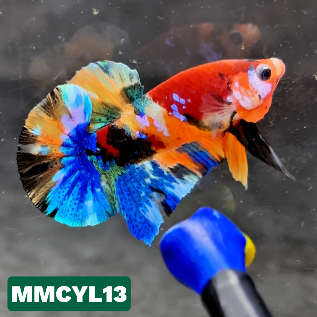 Multicolor Yellow Base Plakat Male Betta Fish | Order Directly From Farm|  You Pick Fish