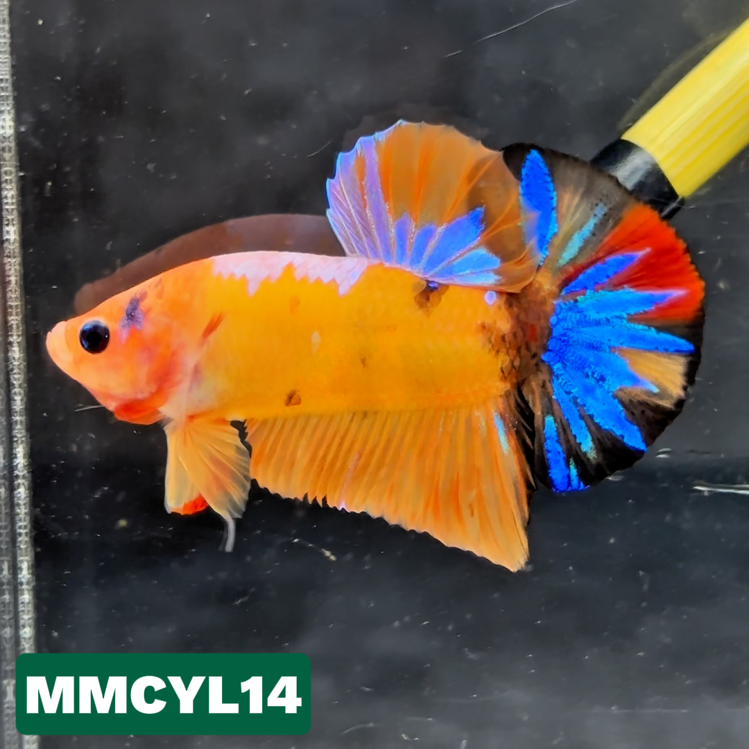 Multicolor Yellow Base Plakat Male Betta Fish | Order Directly From Farm|  You Pick Fish