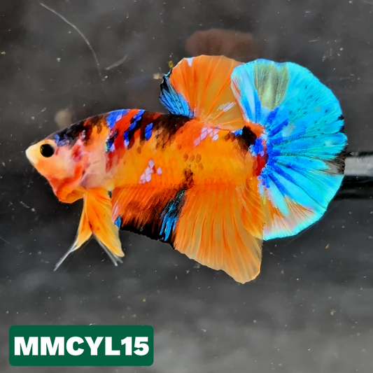 Multicolor Yellow Base Plakat Male Betta Fish | Order Directly From Farm|  You Pick Fish