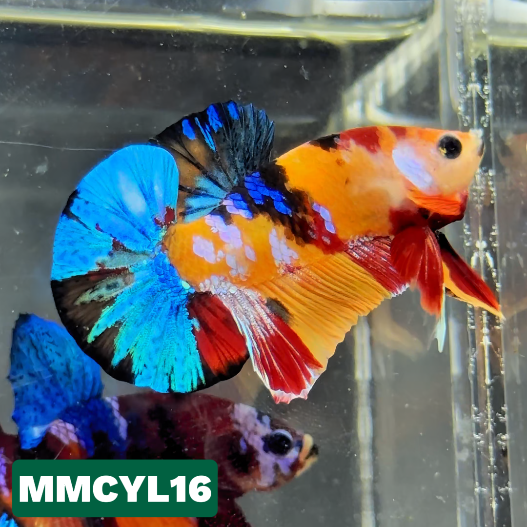 Multicolor Yellow Base Plakat Male Betta Fish | Order Directly From Farm|  You Pick Fish