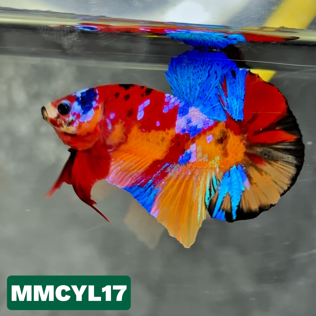 Multicolor Yellow Base Plakat Male Betta Fish | Order Directly From Farm|  You Pick Fish