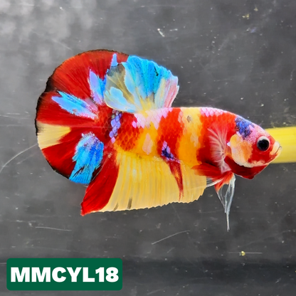 Multicolor Yellow Base Plakat Male Betta Fish | Order Directly From Farm|  You Pick Fish