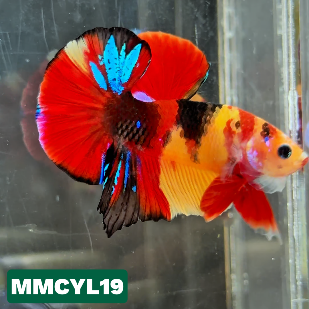 Multicolor Yellow Base Plakat Male Betta Fish | Order Directly From Farm|  You Pick Fish