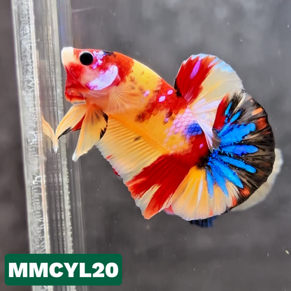 Multicolor Yellow Base Plakat Male Betta Fish | Order Directly From Farm|  You Pick Fish