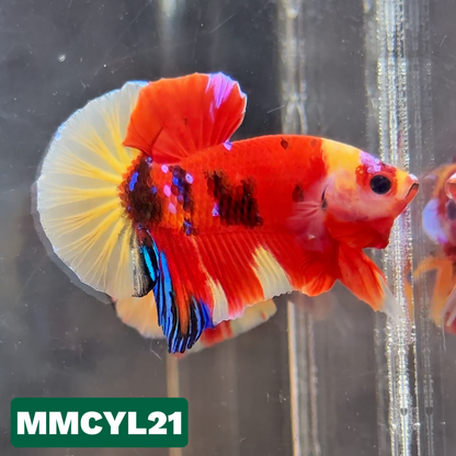 Multicolor Yellow Base Plakat Male Betta Fish | Order Directly From Farm|  You Pick Fish